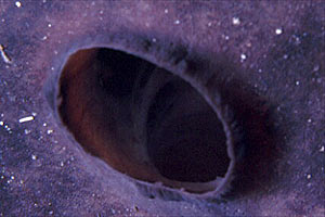 Spugna (Spongia officinalis)