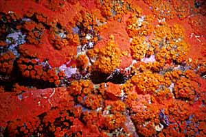 Spugna rossa (Spirastrella cunctatrix)