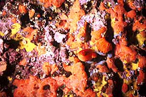 Spugna rossa (Spirastrella cunctatrix)