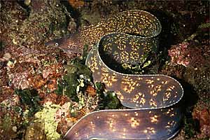 Murena (Muraena helena)