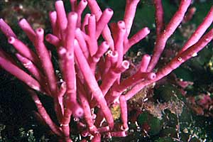 Alga calcarea (Tricleocarpa fragilis)