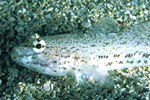 Ghiozzo rasposo (Gobius bucchichi)