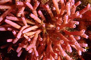 Alga calcarea (Tricleocarpa fragilis)