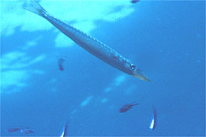 Barracuda (Sphyraena sphyraena)