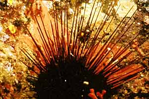 Riccio diadema (Centrostephanus longispinus)