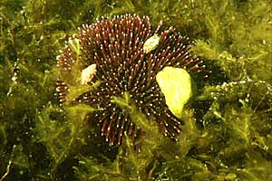 Riccio di prateria (Sphaerechinus granularis)