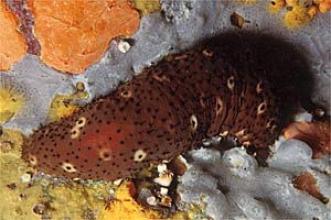 Oloturia (Holothuria sanctori)