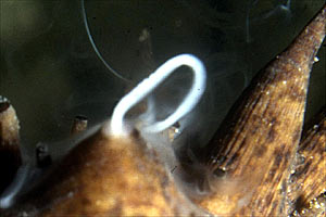 Oloturia (Holothuria tubulosa)