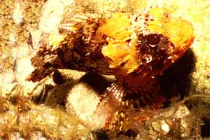Scorfano rosso (Scorpaena scrofa)