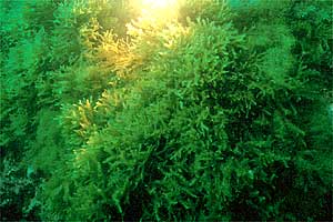 Alga odorosa (Dictyopteris polypodioides)