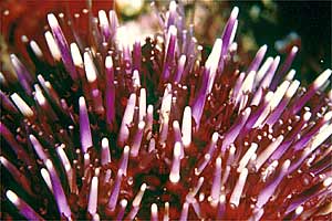 Riccio di prateria (Sphaerechinus granularis)