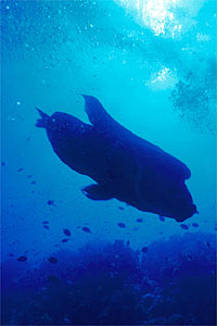 Pesce napoleone (Cheilinus undulatus)