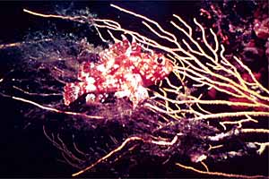 Scorfanotto (Scorphaena notata)