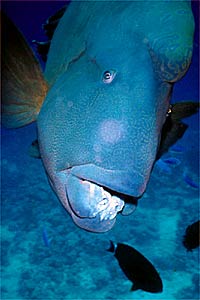 Pesce napoleone (Cheilinus undulatus)