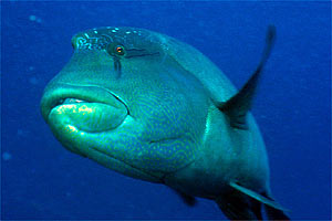 Pesce napoleone (Cheilinus undulatus)