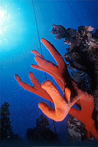 Spugna rossa tropicale (Latruculia corticata)