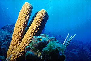 Spugna  tubulare gialla (Aplysina fistularis)