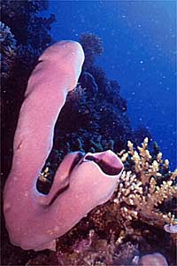 Spugna viola tropicale (Sinophochalina siphonella)