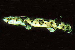 Squalo gattopardo (Scyliorhinus stellaris)