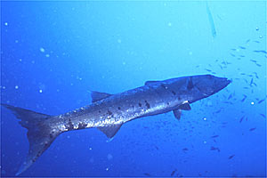 Barracuda (Sphyraena barracuda)