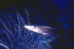 Barracuda (Sphyraena barracuda)