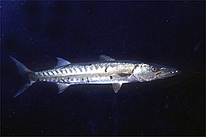 Barracuda (Sphyraena barracuda)