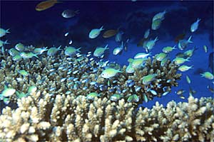 Castagnola verde (Chromis viridis)