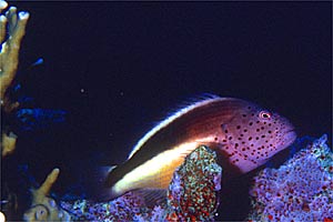 Pesce falco (Paracirrhites forsteri)