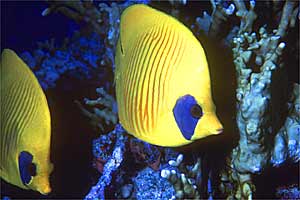 Pesce farfalla semimascherato (Chaetodon semilarvatus)