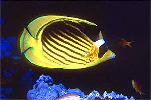 Pesce farfalla fasciato (Chaetodon fasciatus)