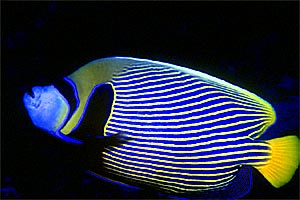 Pesce angelo imperatore (Pomacanthus imperator)