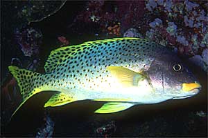 Gaterino tropicale (Plectorhinchus gaterinus)