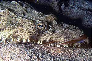 Pesce coccodrillo (Papilloculiceps longiceps)
