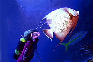 Pesce angelo grigio (Pomacanthus arcuatus)