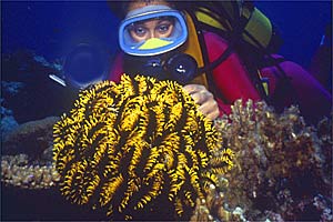 Crinoide tropicale (Comanthus bennetti)