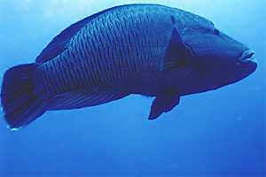 Pesce napoleone (Cheilinus undulatus)