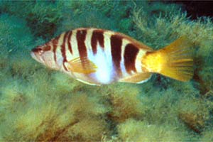 Sciarrano (Serranus scriba)