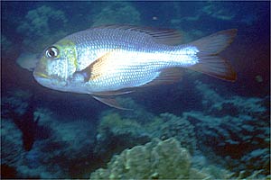 Letrinide dagli occhi grandi (Monotaxis grandoculis)