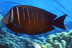 Pesce chirurgo zebra (Zebrasoma desjardinii)