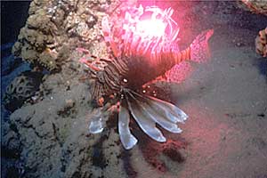 Pesce cobra (Pterois miles)