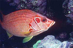 Pesce scoiattolo spinoso (Sargocentron spiniferum)