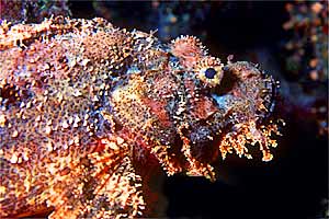 Pesce scorpione tassellato (Scorpaenopsis oxycephalus)