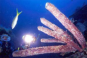 Spugna tubulare viola (Aplysina archeri)