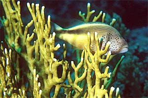 Pesce falco (Paracirrhites forsteri)