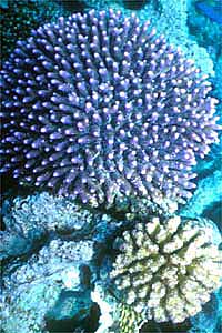 Madrepora lampone (Pocillopora verrucosa)