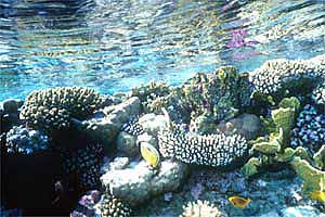 Barriera corallina mar rosso ( )