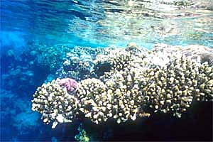 Barriera corallina mar rosso ( )
