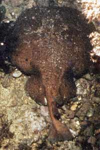 Torpedine nera (Torpedo nobiliana)
