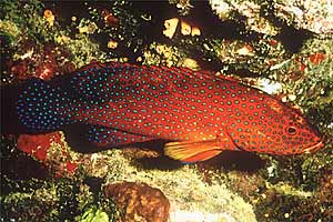 Cernia miniata (Cephalopholis miniata)