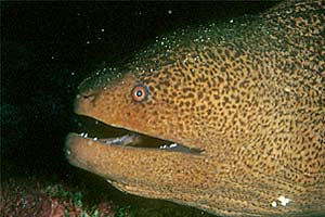 Murena gigante (Gymnothorax javanicus)